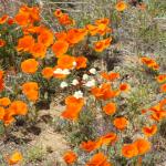 CSC_Poppy_Fields_087 (April 05, 2008)